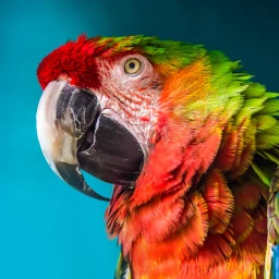 The Parrot 图标